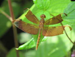 Image of Black Stream Glider