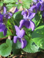 Image of sweet violet