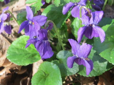 Image of sweet violet