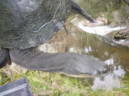 Image of Giant Snake-necked Turtle