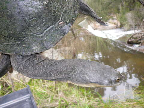 Image of Giant Snake-necked Turtle