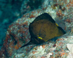 Image of Big long-nosed Butterflyfish