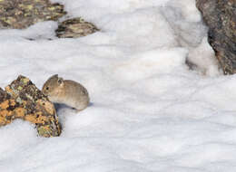 Image of Ochotona subgen. Pika Lacépède 1799