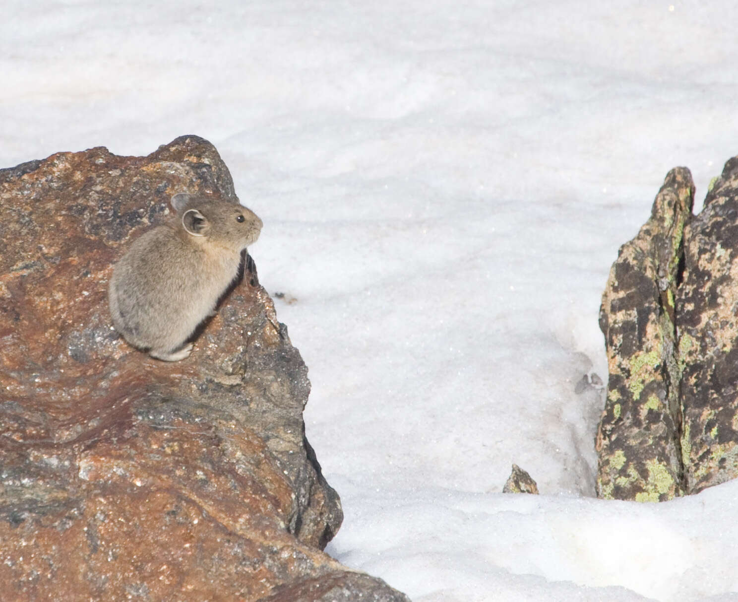 Image of Ochotona subgen. Pika Lacépède 1799