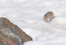 Image of Ochotona subgen. Pika Lacépède 1799