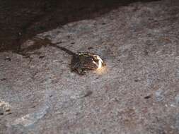 Image of Sierra Nevada Yellow-legged Frog