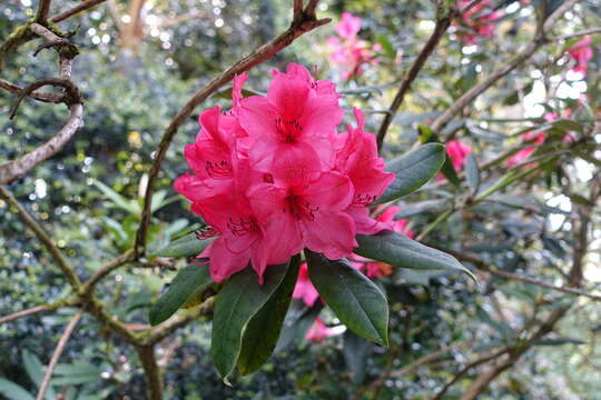 صورة Rhododendron griersonianum I. B. Balf. & Forrest