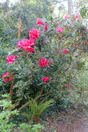 صورة Rhododendron griersonianum I. B. Balf. & Forrest