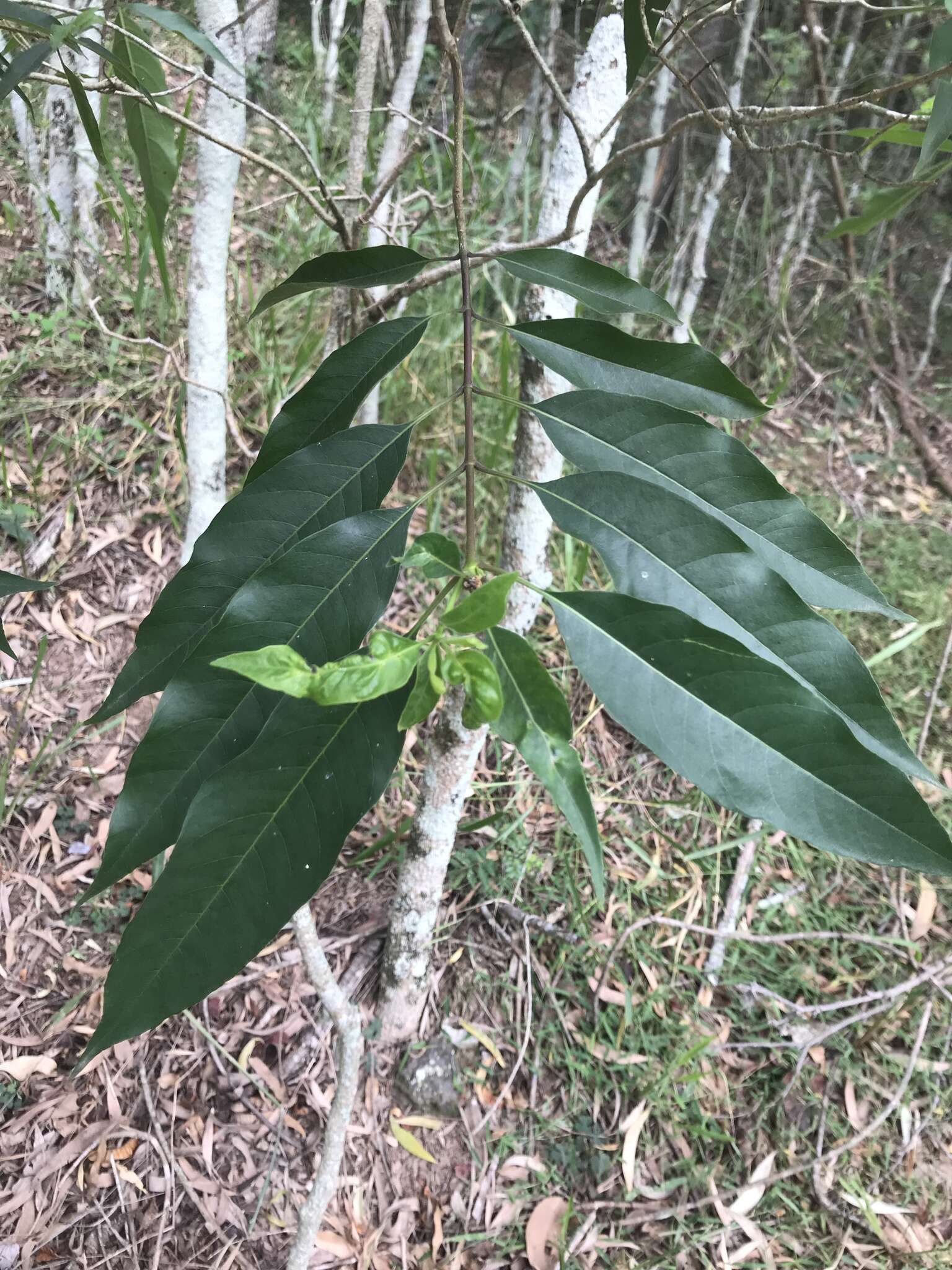 澳洲鷄骨常山的圖片