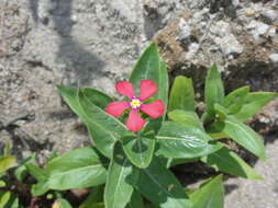 Image de Catharanthus trichophyllus (Baker) Pichon