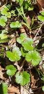 Image of Hydrocotyle microphylla A. Cunn.