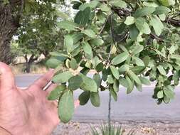 صورة Quercus oblongifolia Torr.