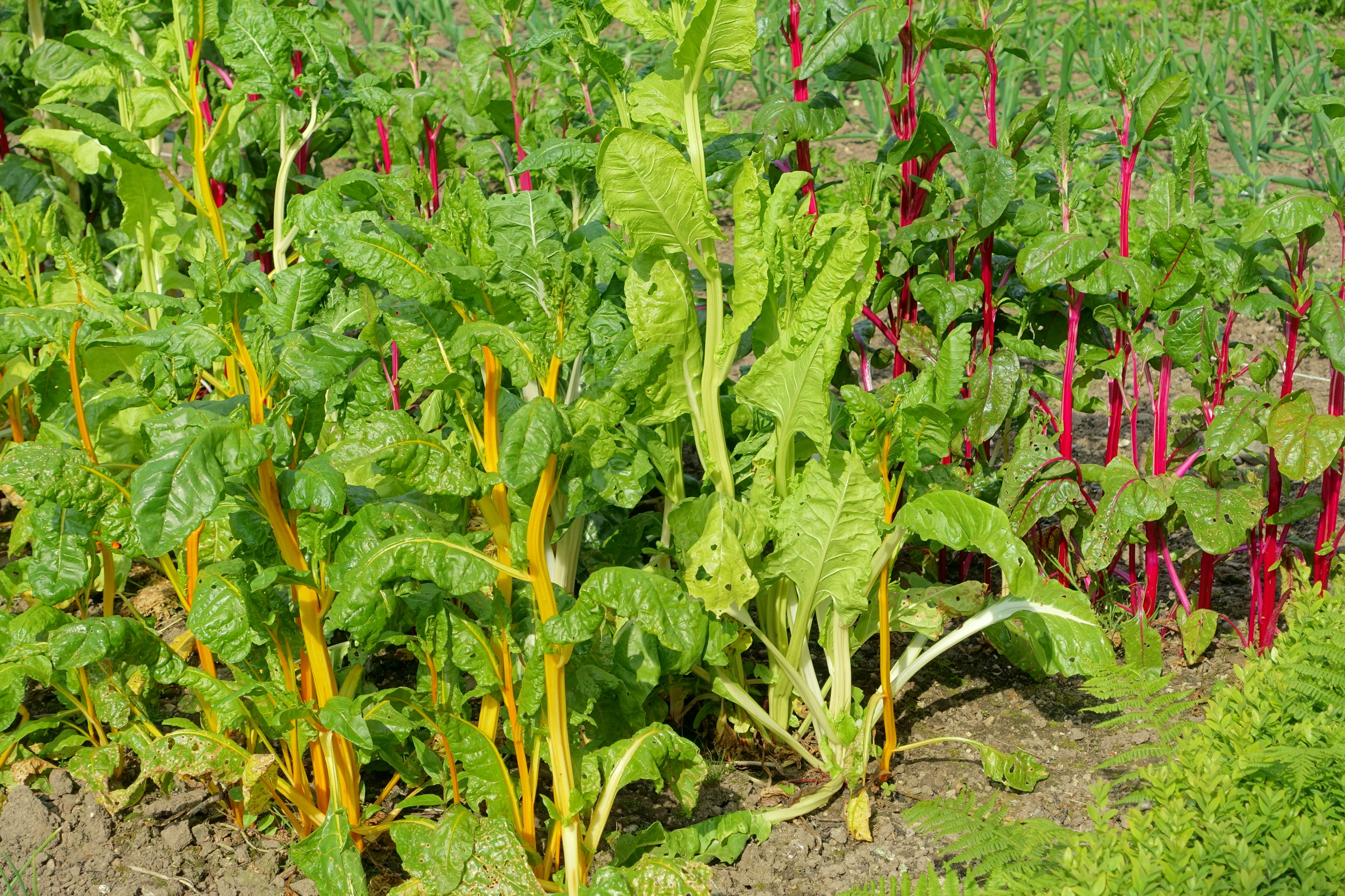 Image of Beta vulgaris subsp. vulgaris Cicla