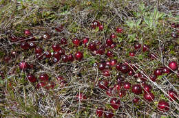 Image of Coprosma atropurpurea (Cockayne & Allan) L. B. Moore