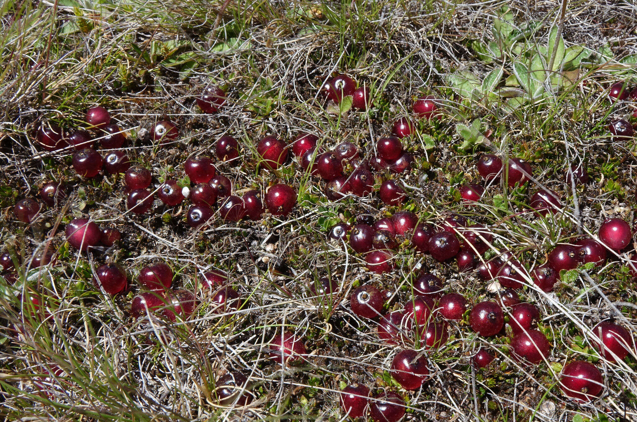 Image of Coprosma atropurpurea (Cockayne & Allan) L. B. Moore