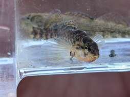 Image of Mud Darter