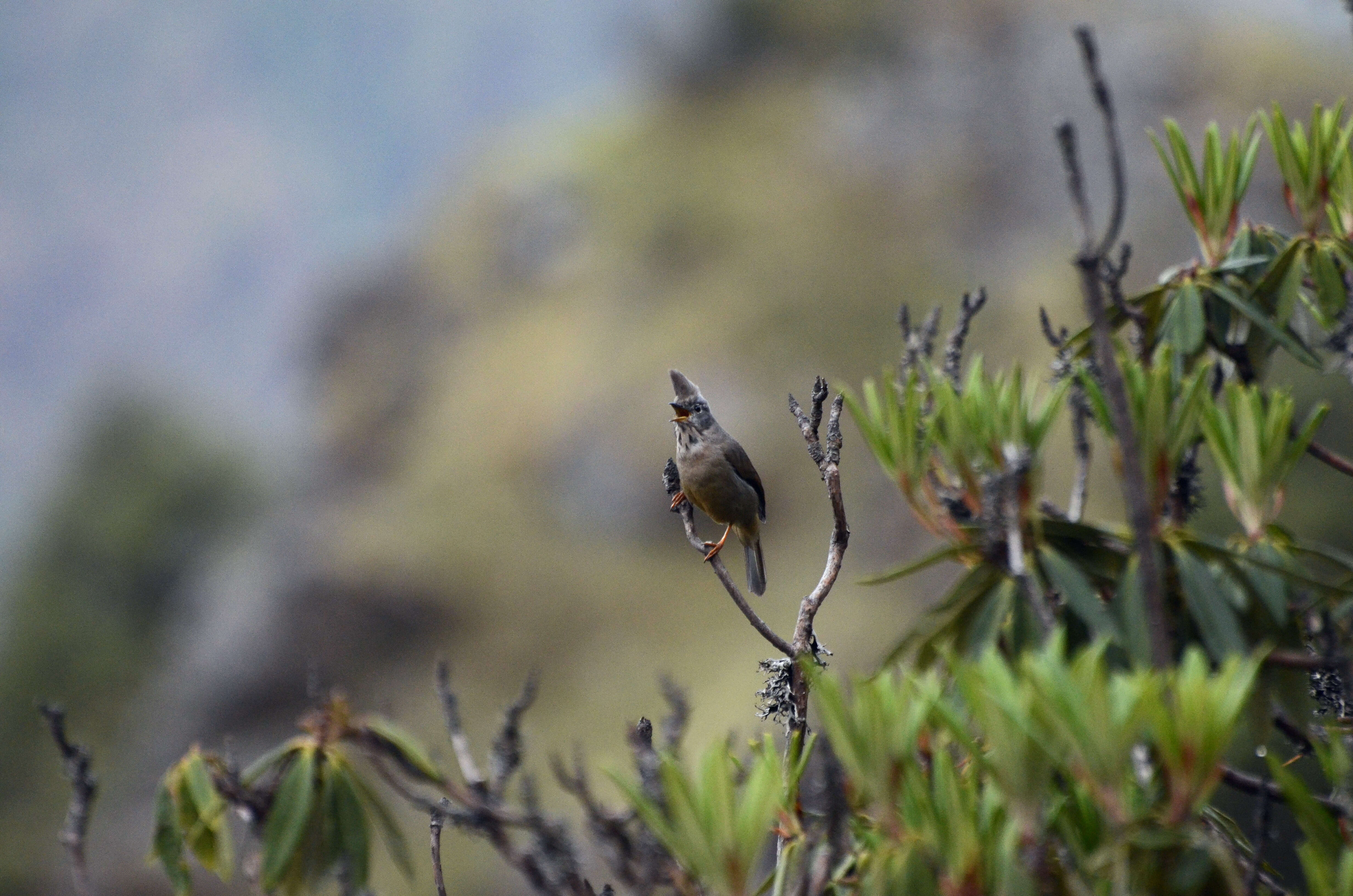 Image of Stripe-throated Yuhina