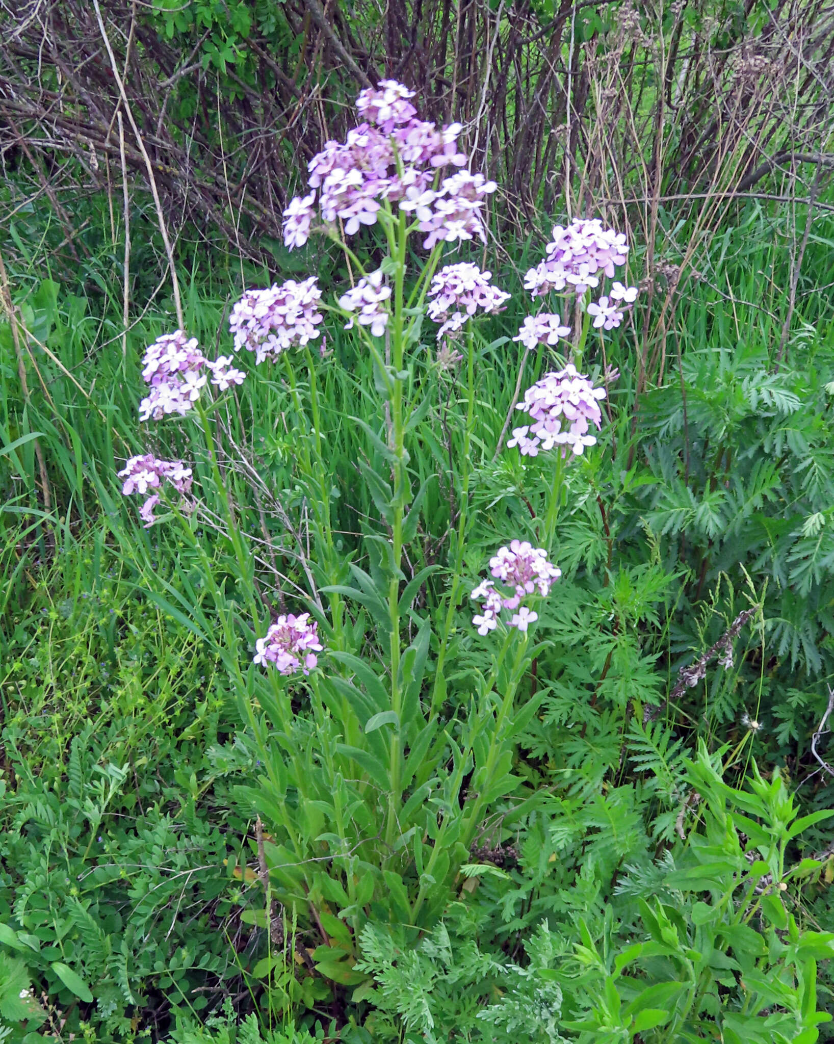 Imagem de Hesperis pycnotricha Borbás