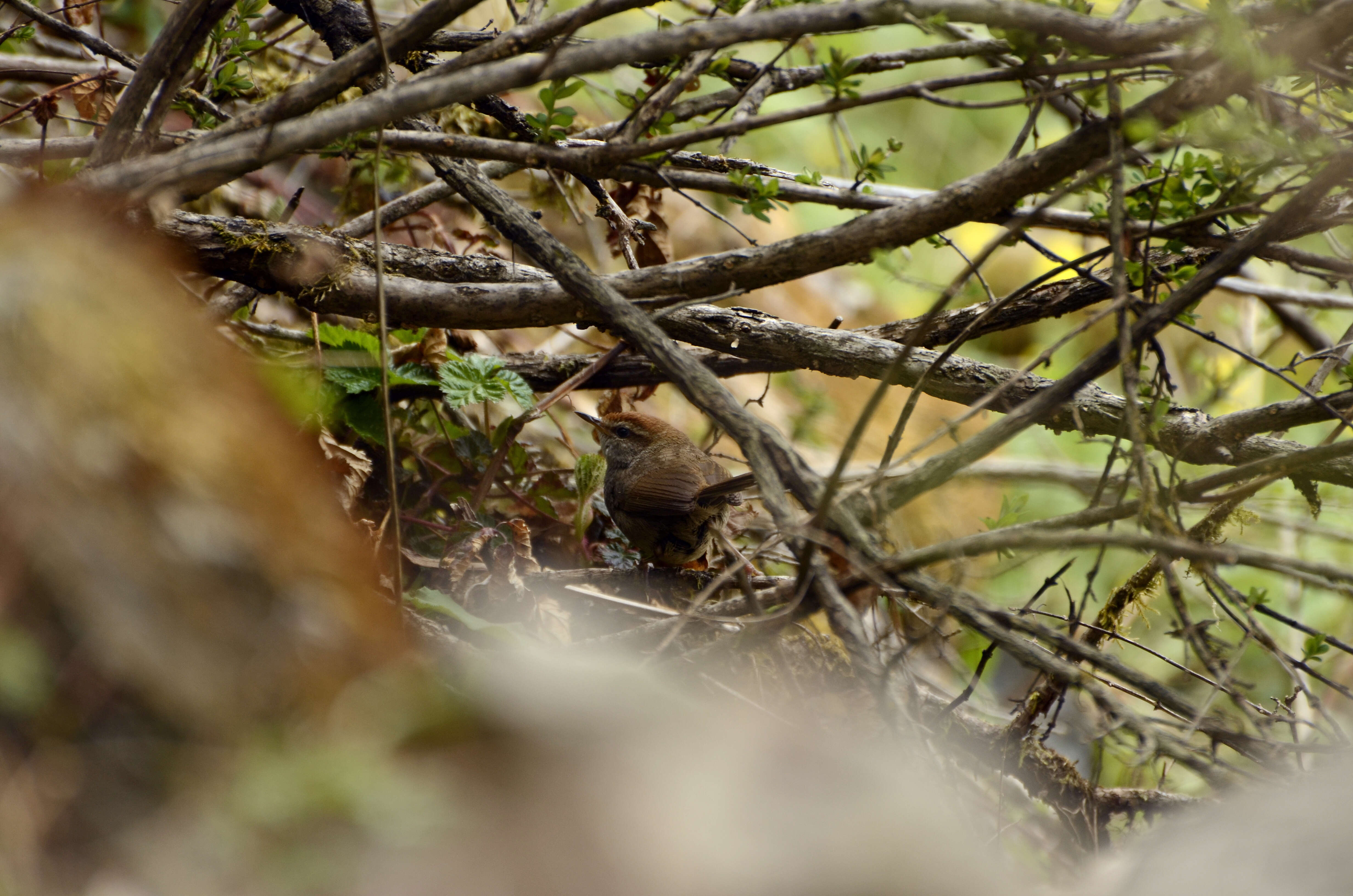 Image of Grey-sided Bush Warbler