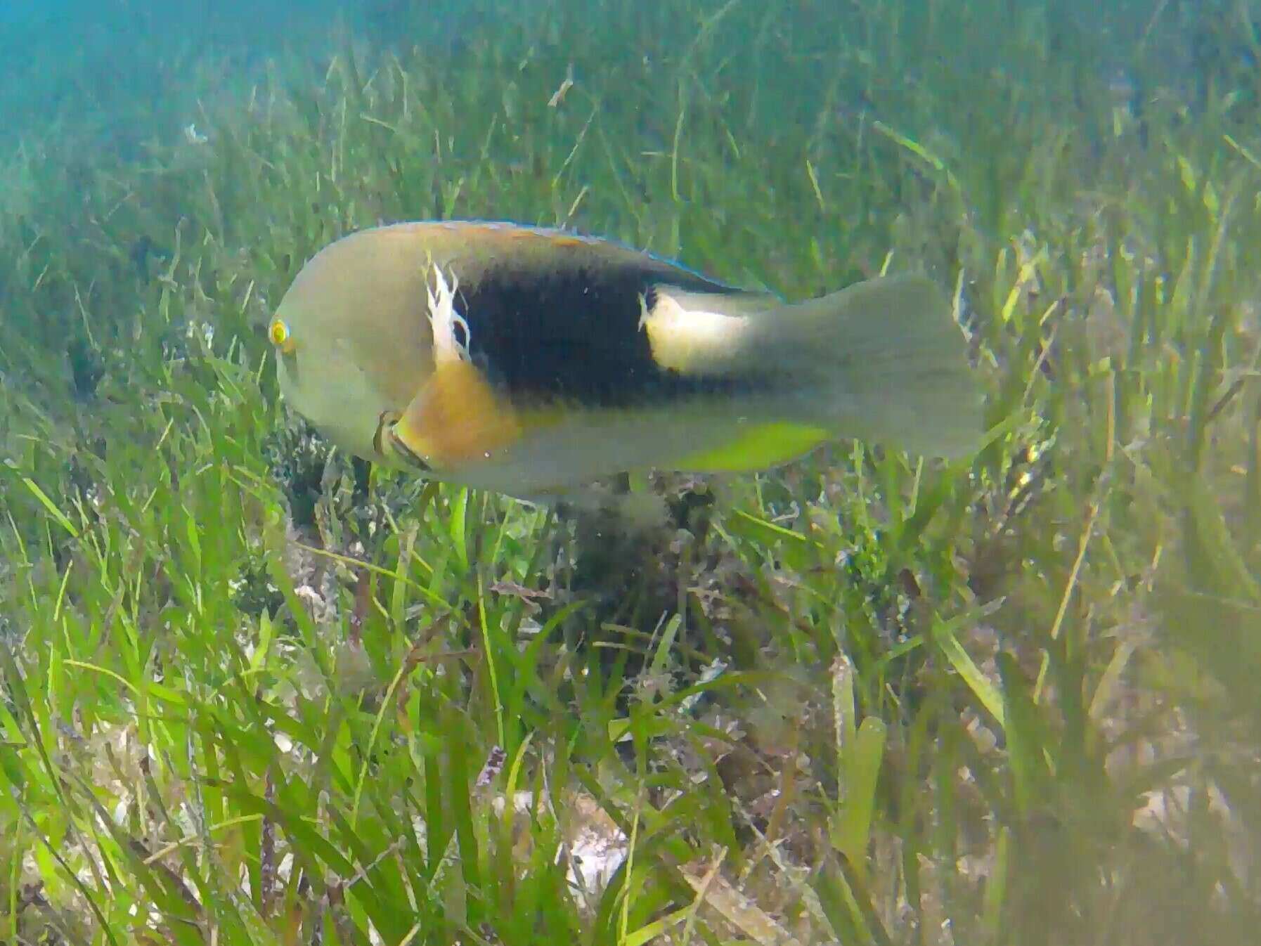 Image of Anchor trunkfish