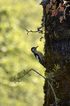 Image of Himalayan Woodpecker