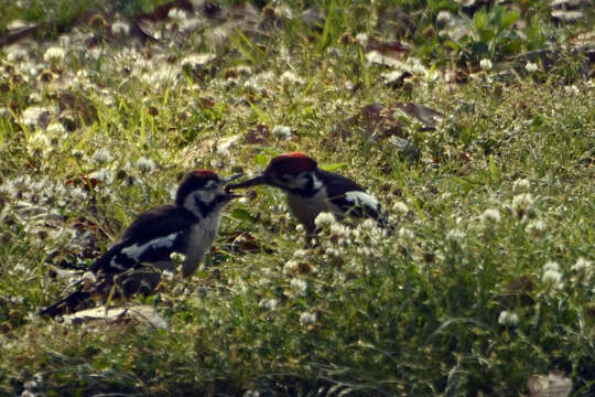 Image of Himalayan Woodpecker