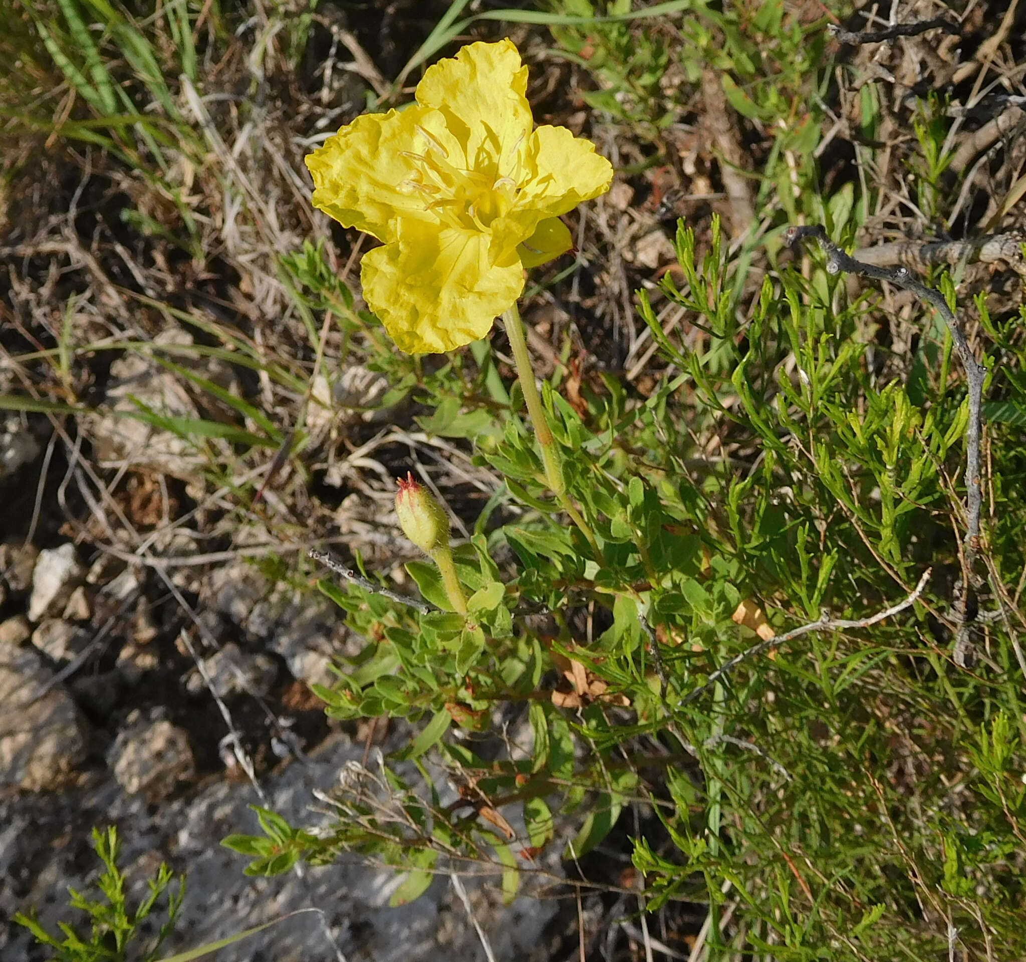 Imagem de Oenothera hartwegii Benth.