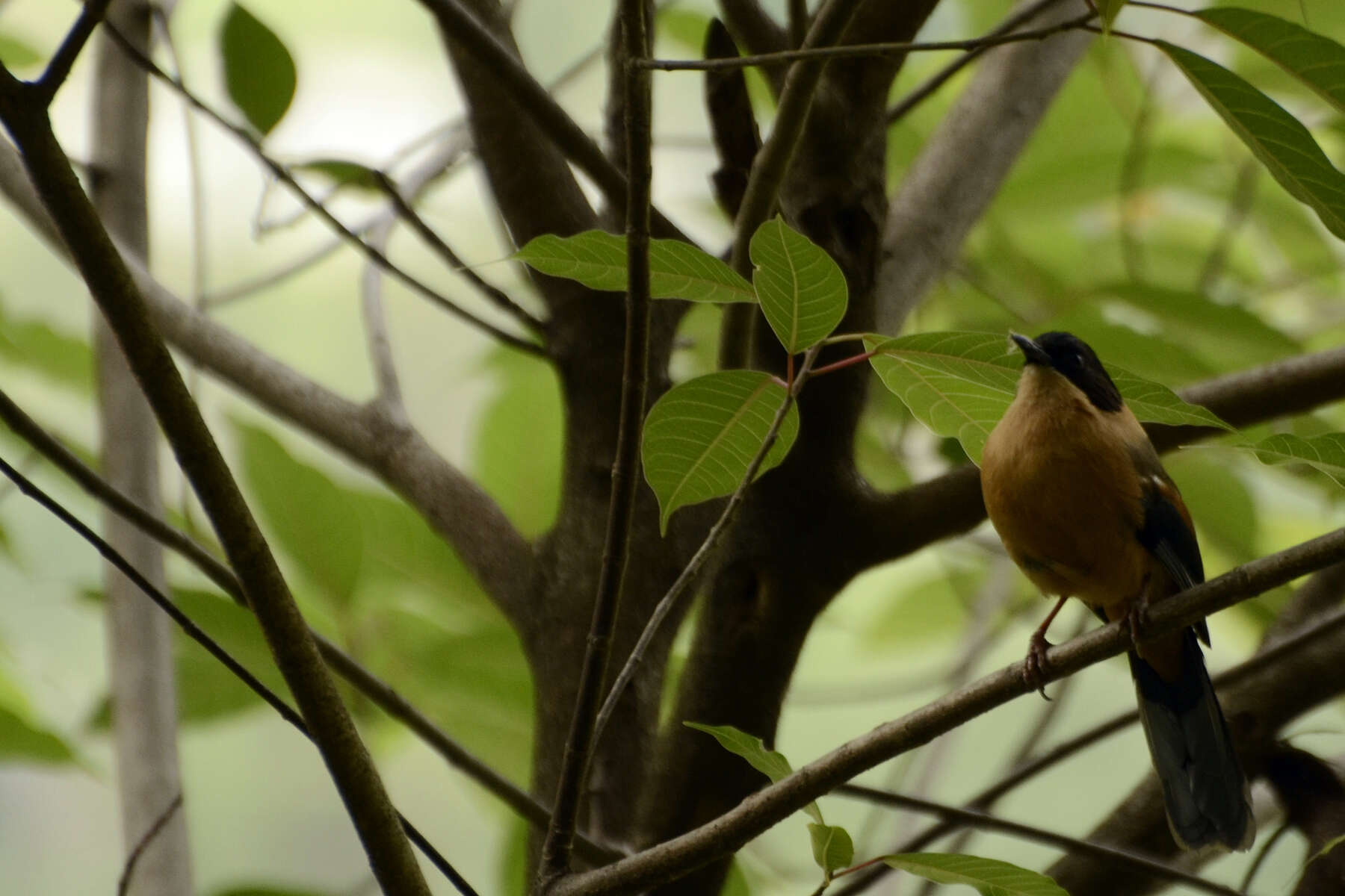 Image of Rufous Sibia