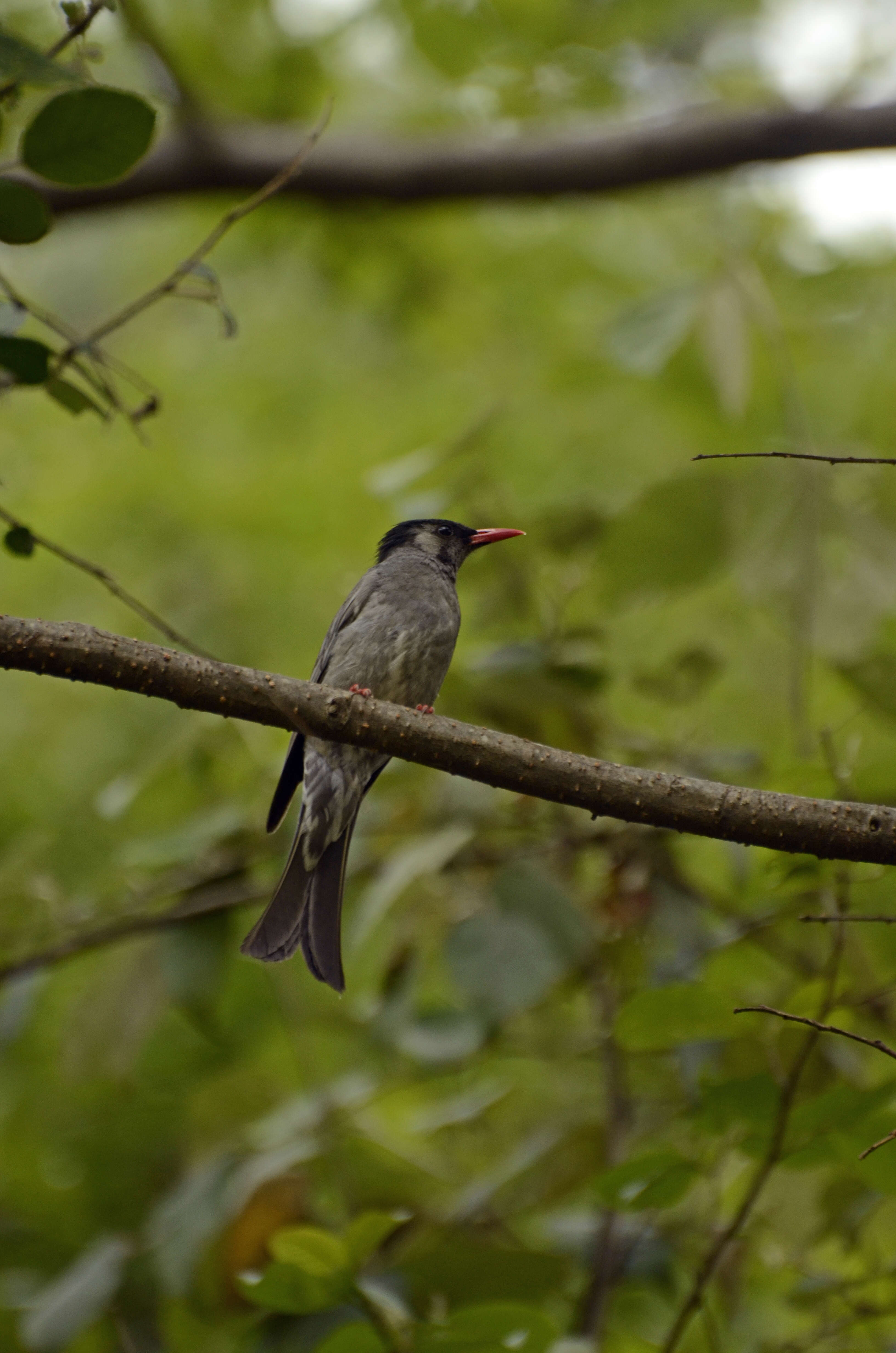 Image de Bulbul noir