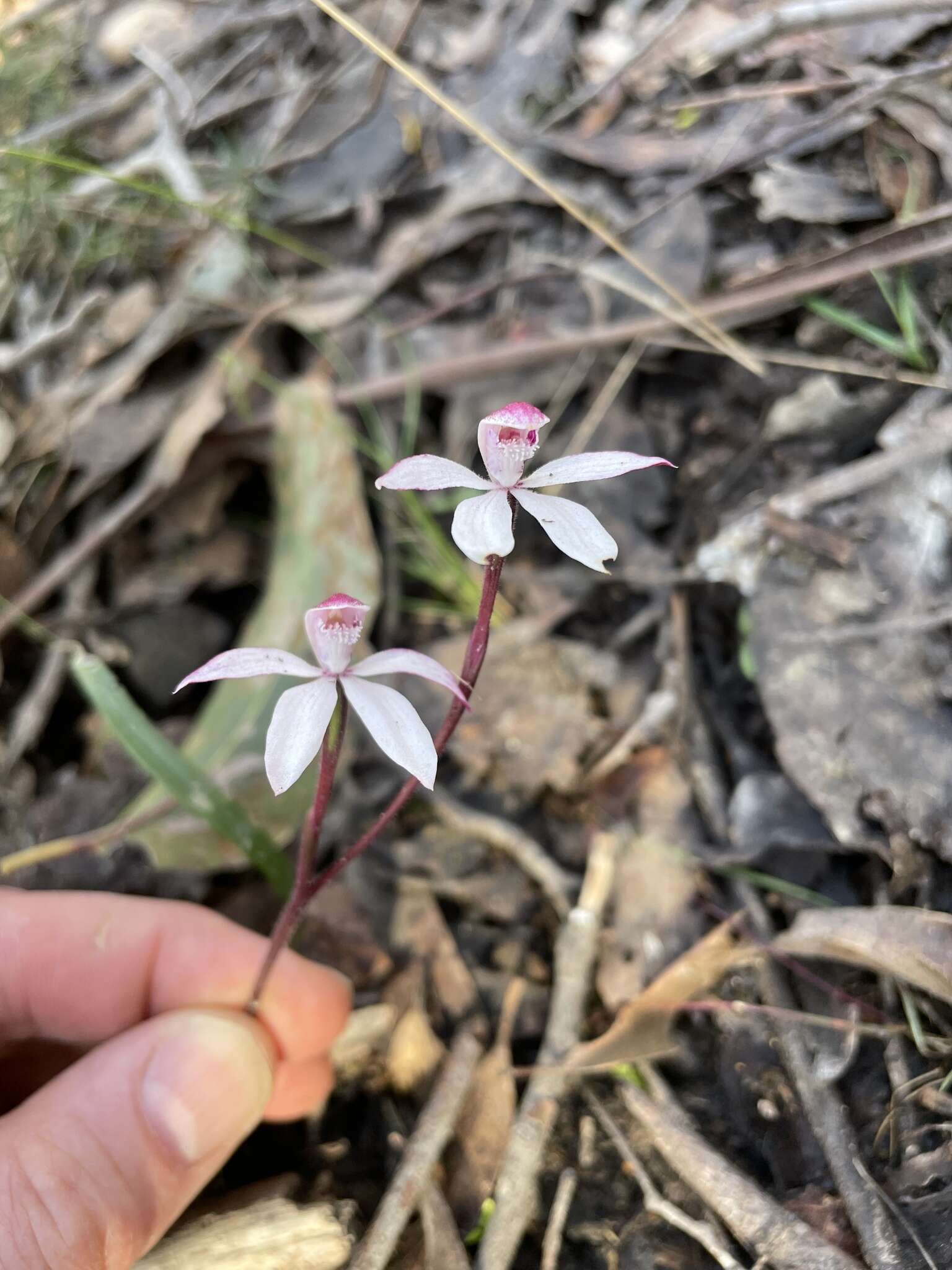 Image of Elegant Caladenia