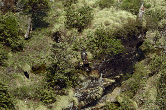 Image of Large-billed Crow