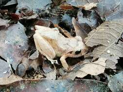 Image of Banded Robber Frog