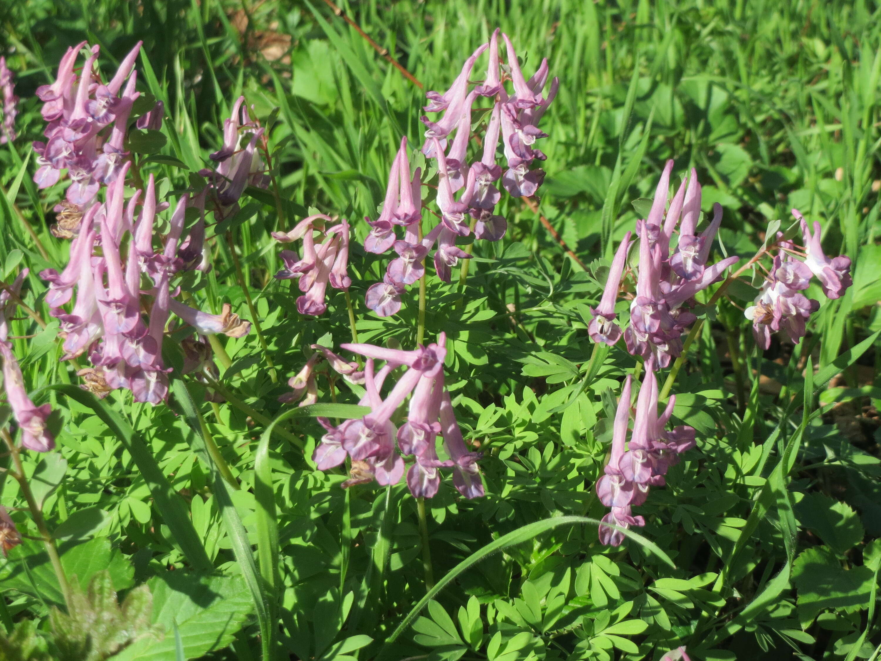 Plancia ëd Corydalis solida (L.) Clairv.