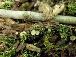 Image of Tatraea macrospora (Peck) Baral 1999