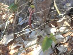 Image de Ceropegia nilotica Kotschy