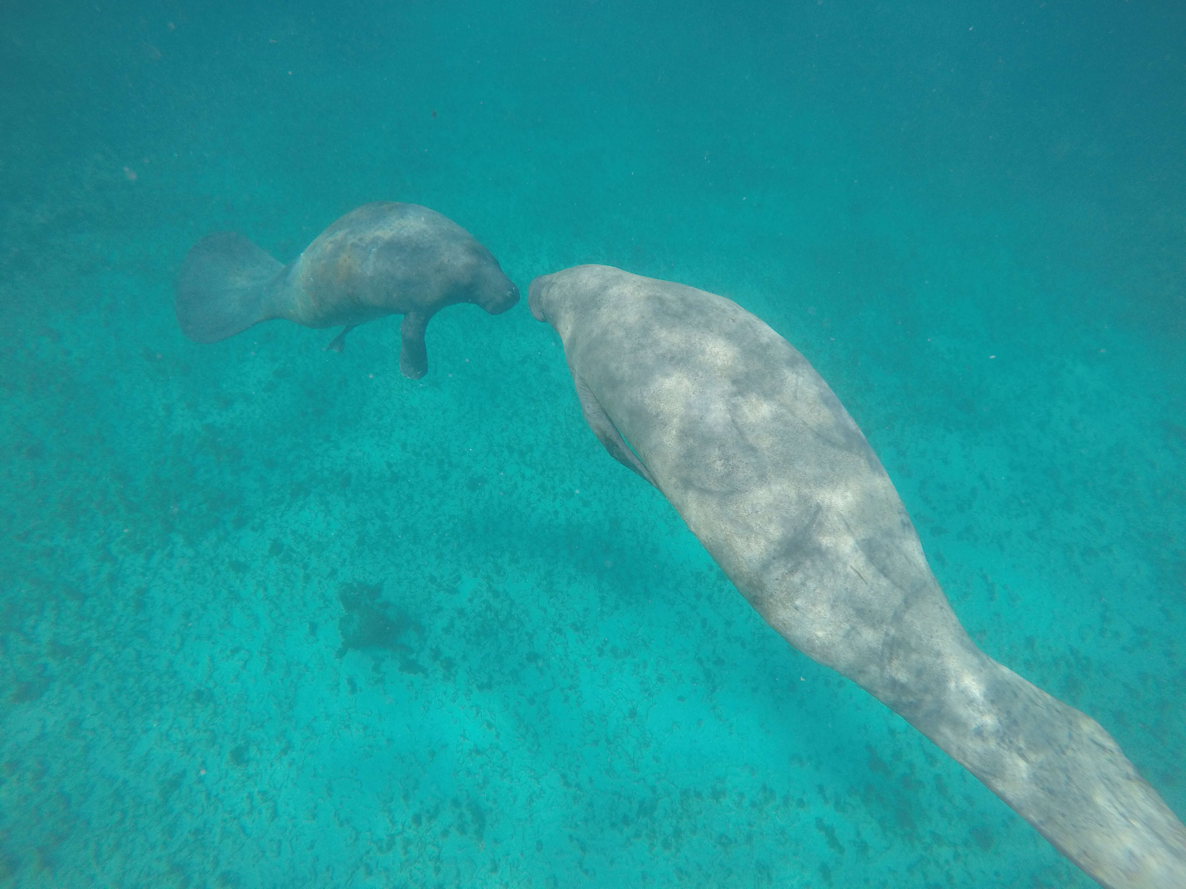 Image of manatees