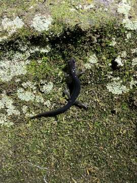 Image of Plethodon amplus Highton & Peabody 2000