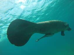 Image of manatees