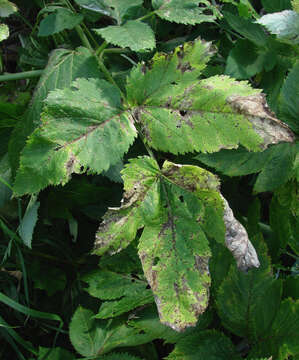 Plancia ëd Puccinia angelicae (Schumach.) Fuckel 1870