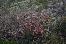 Image of Acanthothamnus aphyllus (Schltr.) Standl.