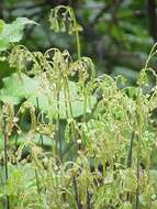 Image of Northern maidenhair fern