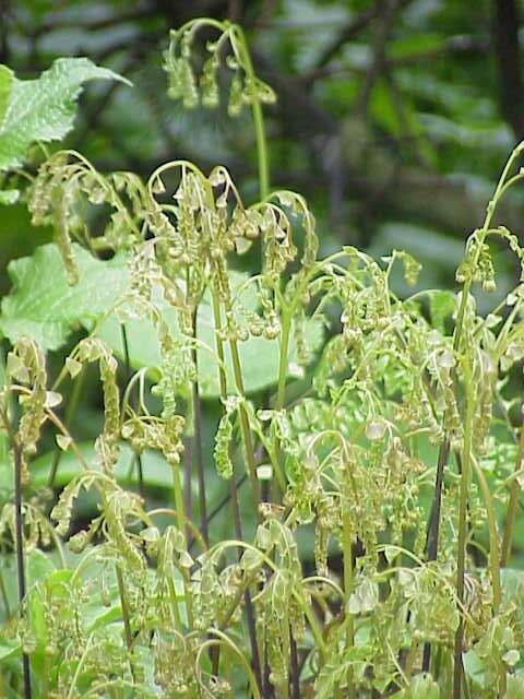 Image of Northern maidenhair fern