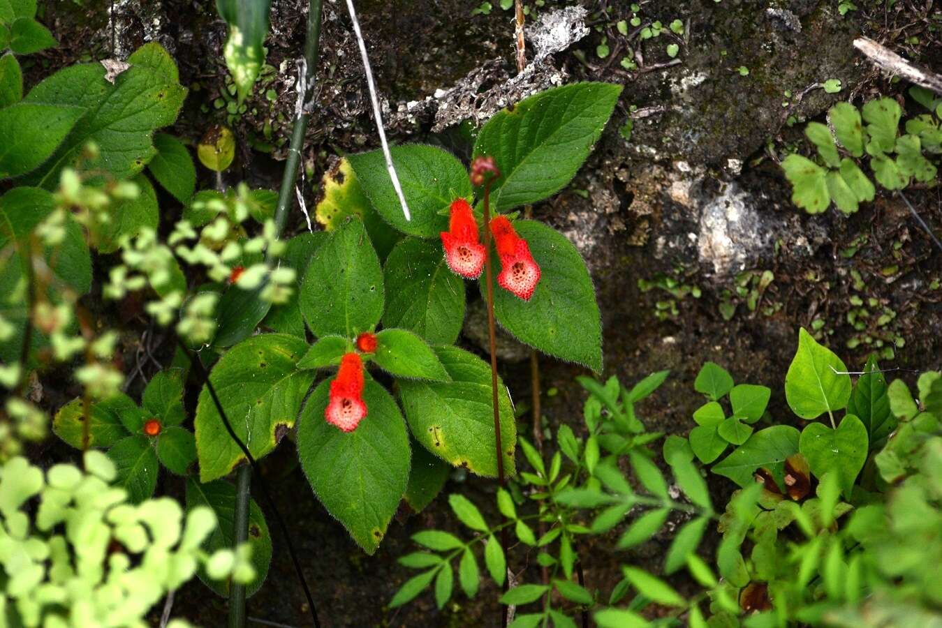 Imagem de Kohleria rugata (Scheidw.) L. P. Kvist & L. E. Skog