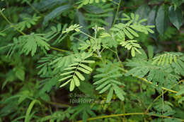 صورة Mimosa diplotricha var. inermis (Adelb.) Verdc.