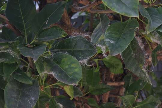 Image of Giant whitefly