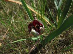 Image of Cyprus tulip