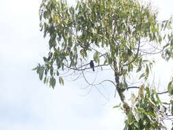 Image of Pale-eyed Thrush