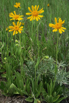 Image of twin arnica