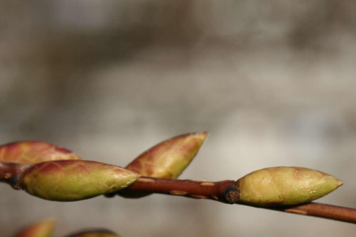 Image of Japanese Hornbeam