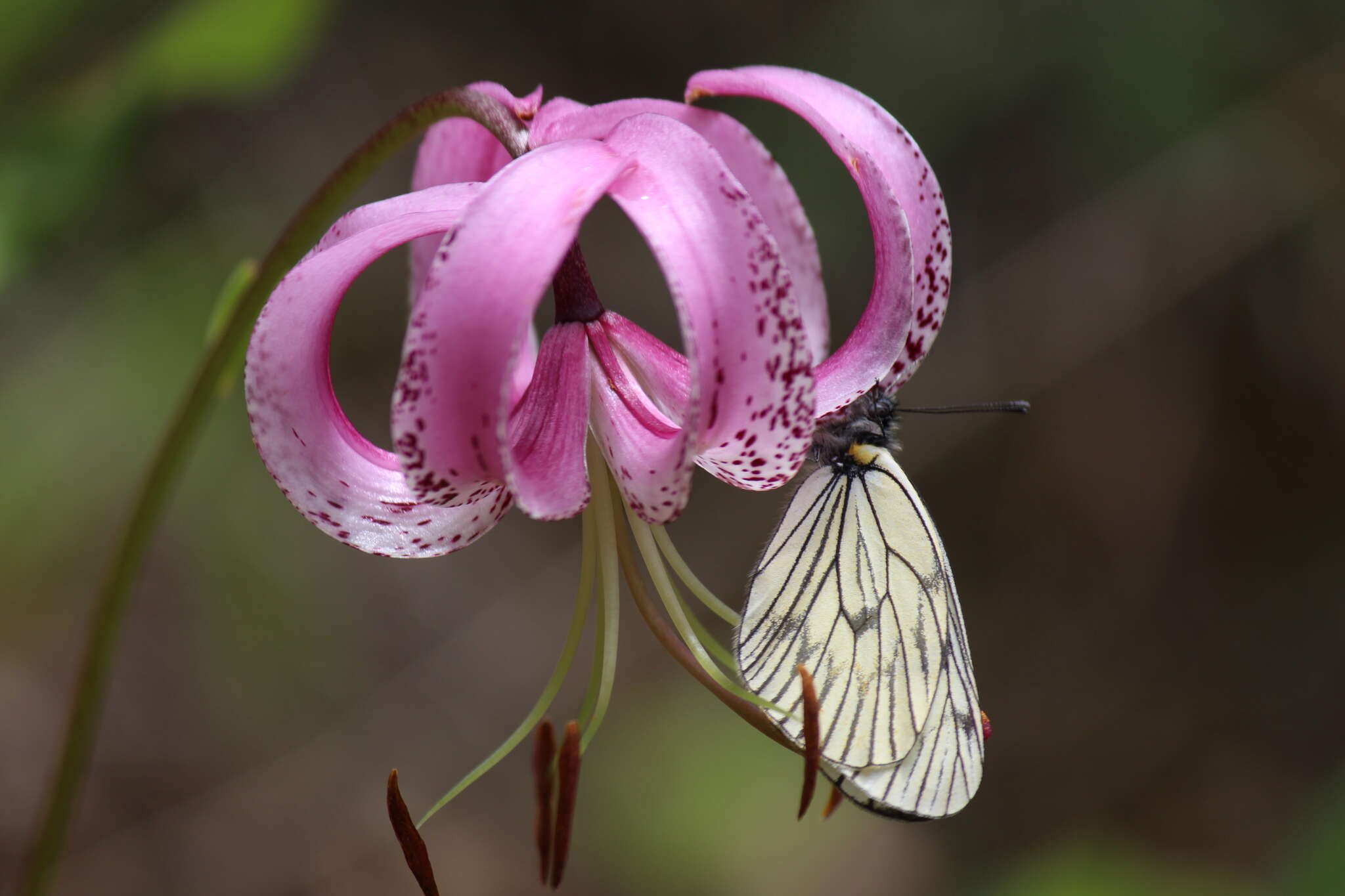 Image de Aporia delavayi (Oberthür 1890)